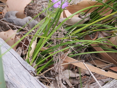 Thysanotus multiflorus