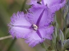 Thysanotus multiflorus