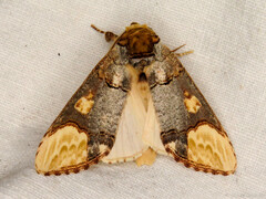 Phalera bucephaloides