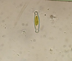 Sellaphora
