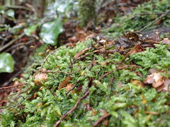 Acrocladium chlamydophyllum