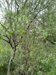Chenopodium parabolicum
