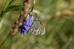 Coenonympha gardetta