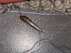 Ctenolepisma longicaudatum