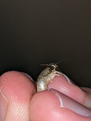 Ctenolepisma longicaudatum