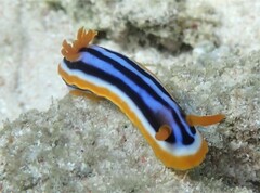 Chromodoris magnifica