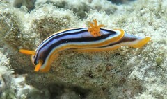 Chromodoris magnifica