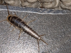 Ctenolepisma longicaudatum