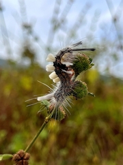 Lymantriinae