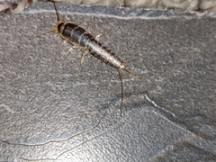Ctenolepisma longicaudatum