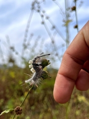 Lymantriinae