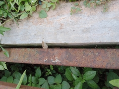 Ypthima