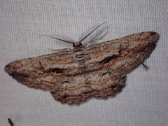 Scioglyptis chionomera