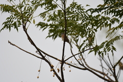 Emberiza cioides