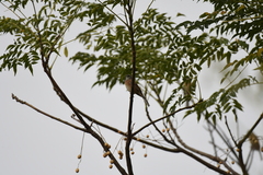 Emberiza cioides