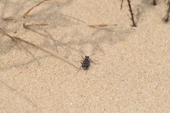Cicindela transbaicalica
