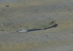 Tetractenos hamiltoni