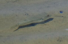 Tetractenos hamiltoni