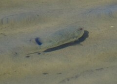 Tetractenos hamiltoni