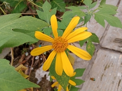 Tithonia