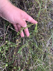 Pellaea rotundifolia