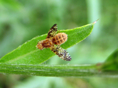 Oxyna flavipennis