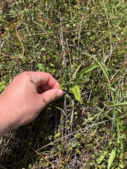 Pellaea rotundifolia
