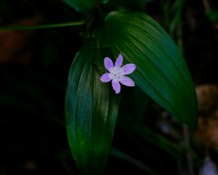 Tripladenia cunninghamii