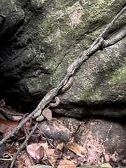 Craspedocephalus malabaricus