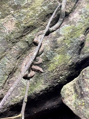 Craspedocephalus malabaricus