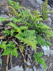 Davallia canariensis