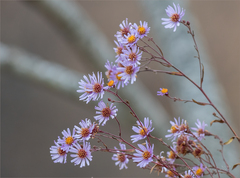 Aster tataricus