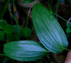 Tripladenia cunninghamii