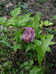 Cypripedium macranthos
