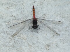 Diplacodes melanopsis