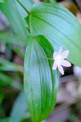 Tripladenia cunninghamii