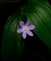 Tripladenia cunninghamii