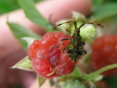 Coreus marginatus