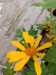 Zonamegilla