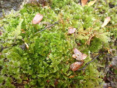 Rosulabryum
