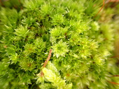 Rosulabryum