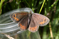 Erebia styx