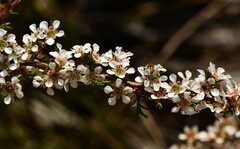 Leptospermum