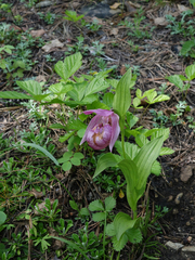 Cypripedium macranthos