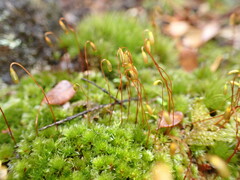 Rosulabryum