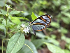 Ithomia agnosia pellucida