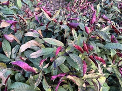 Excoecaria cochinchinensis