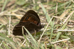 Erebia styx