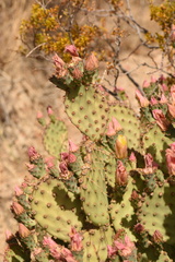 Opuntia azurea × rufida