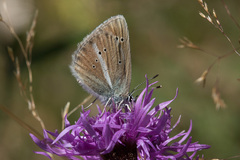 Polyommatus damon